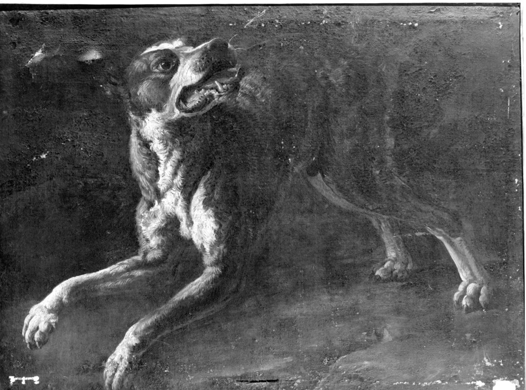 cane (dipinto) - ambito italiano (sec. XVII)