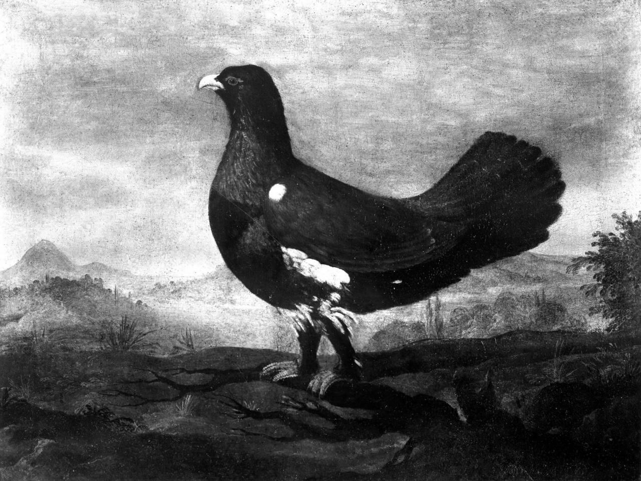 gallo (dipinto) - ambito fiorentino (sec. XVIII)