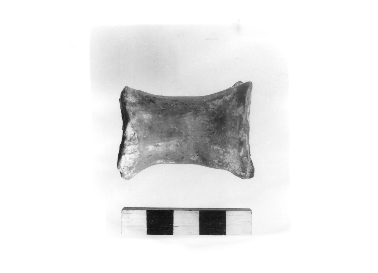 rocchetto concavo - civiltà protovillanoviana/ età del bronzo finale (sec. X a.C)