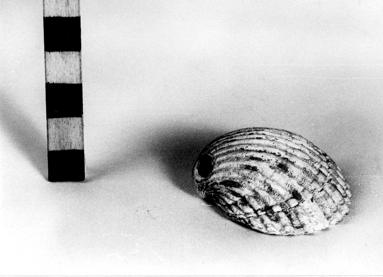 Pendente - fase Piceno I (sec. IX a.C)