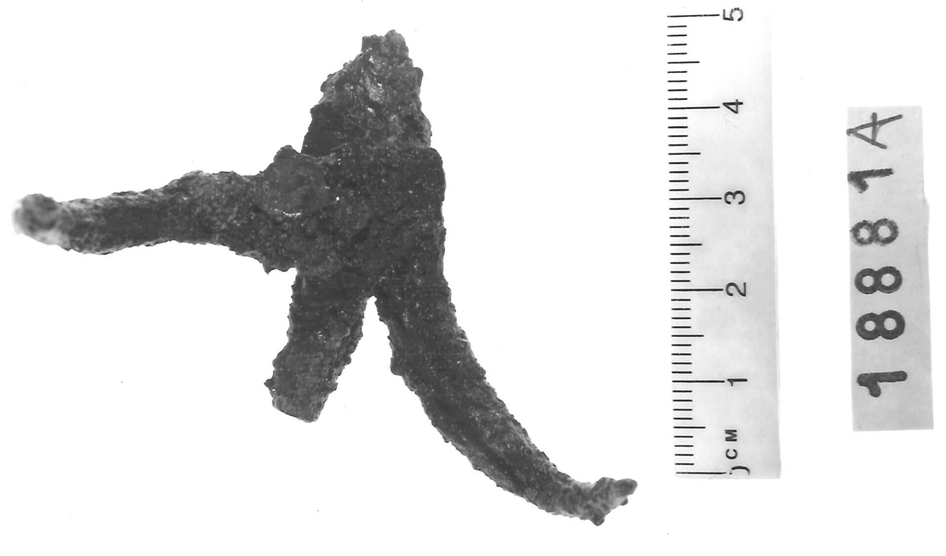 alare/ frammento - Piceno IV A (sec. VI a.C)