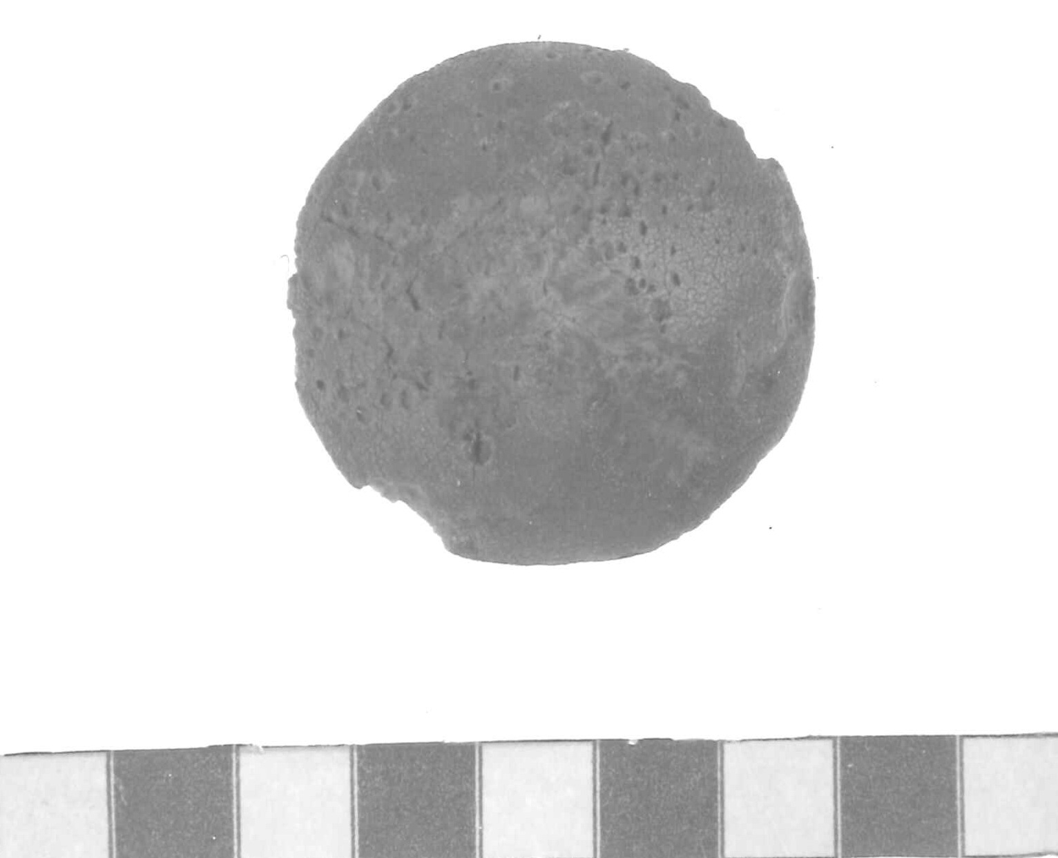 bottone - Piceno IV A (sec. VI a.C)