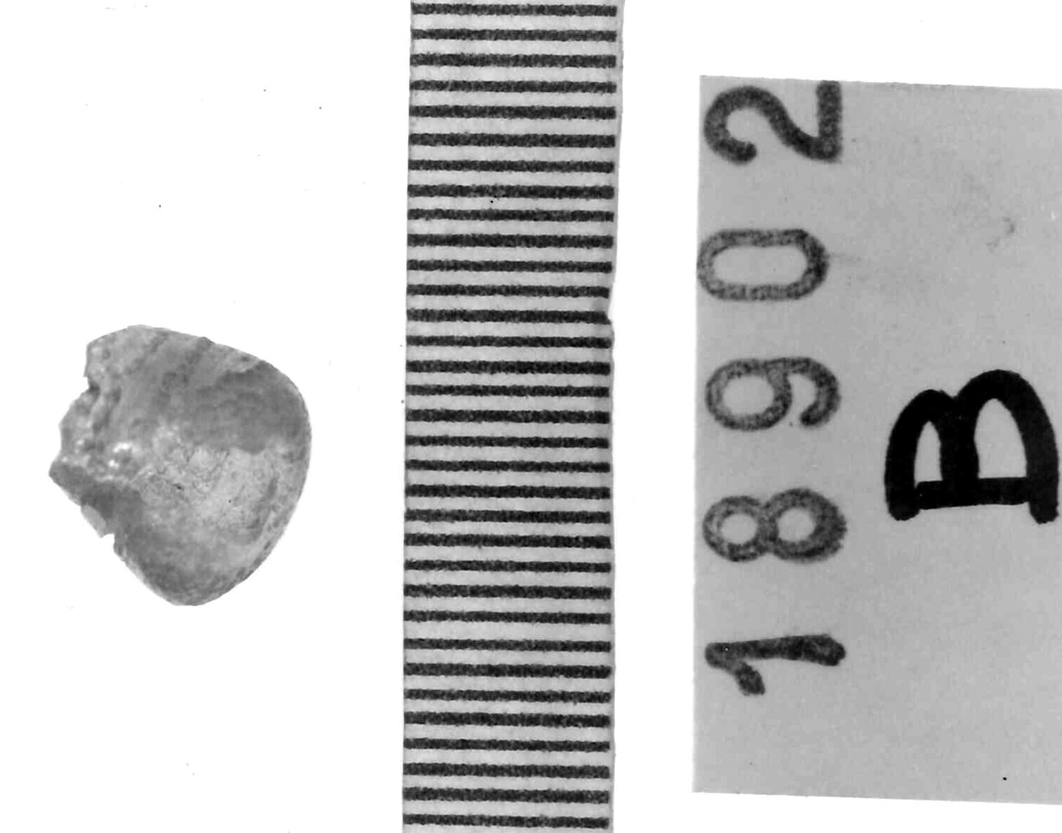 vago - Piceno IV A (sec. VI a.C)