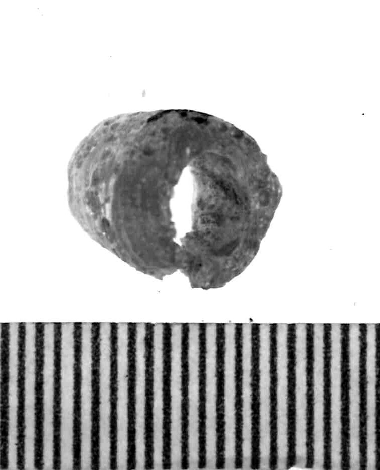 vago - Piceno IV A (sec. VI a.C)