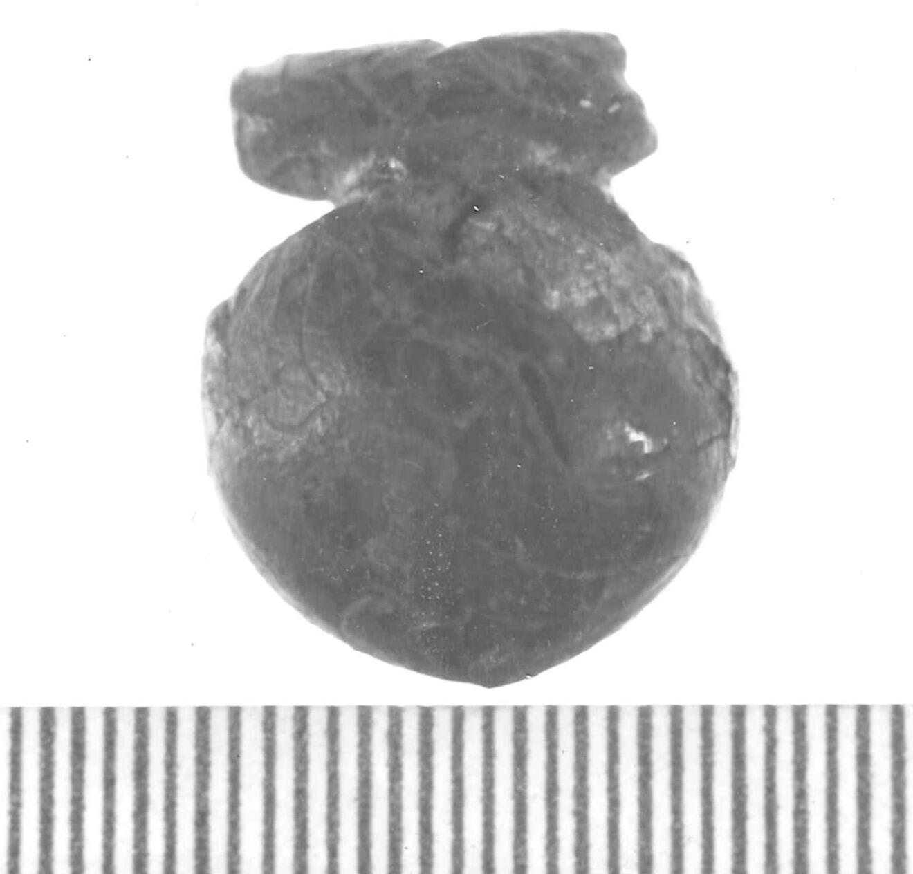 pendaglio - Piceno IV A (sec. VI a.C)