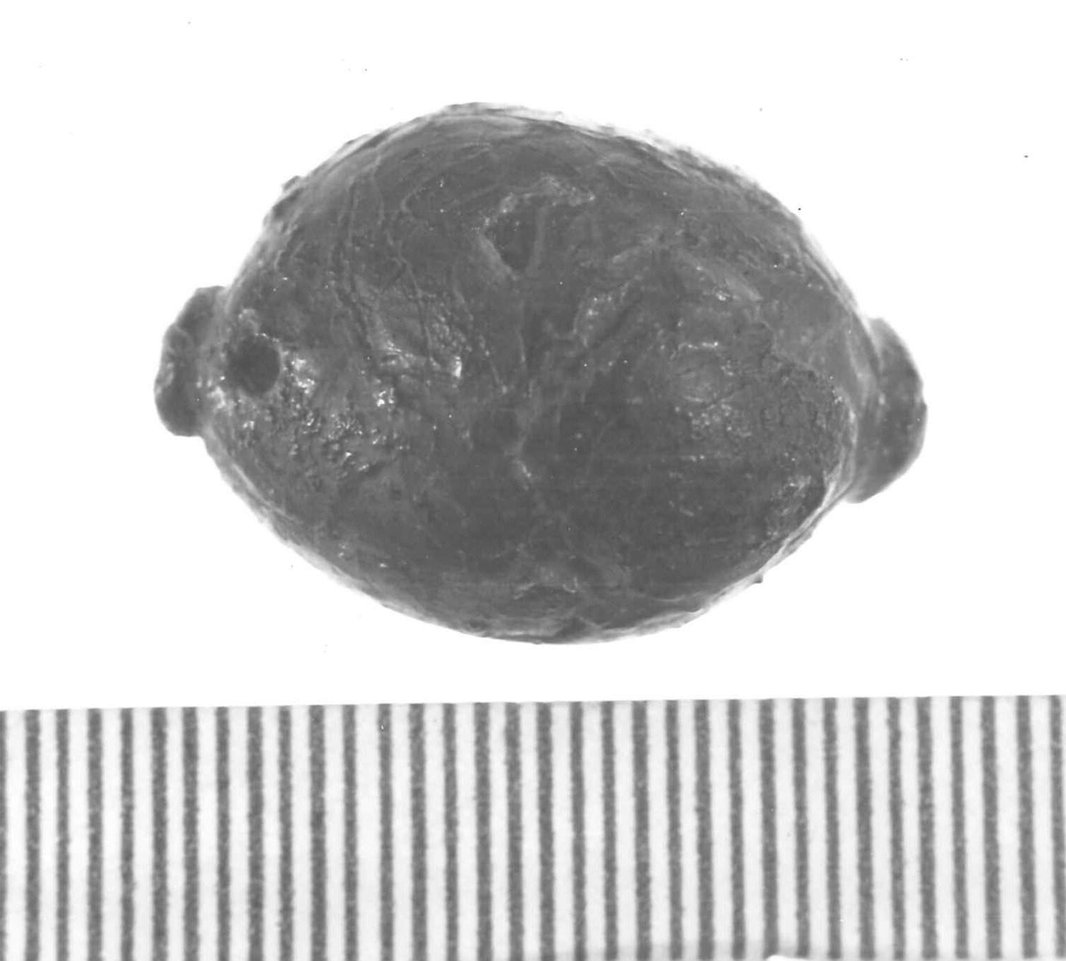 pendaglio - Piceno IV A (sec. VI a.C)