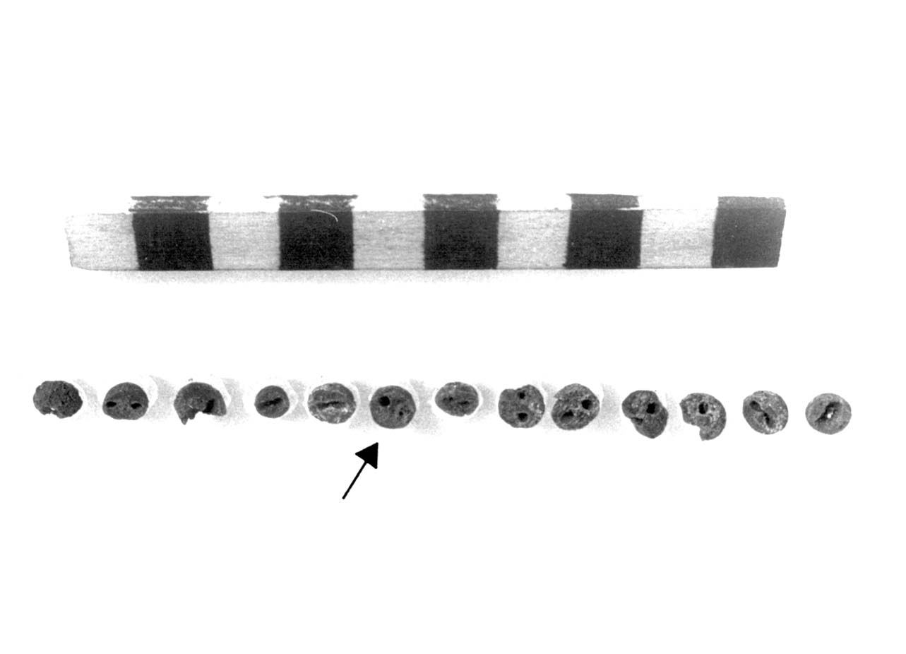 bottone - fase Piceno II (sec. VIII a.C)