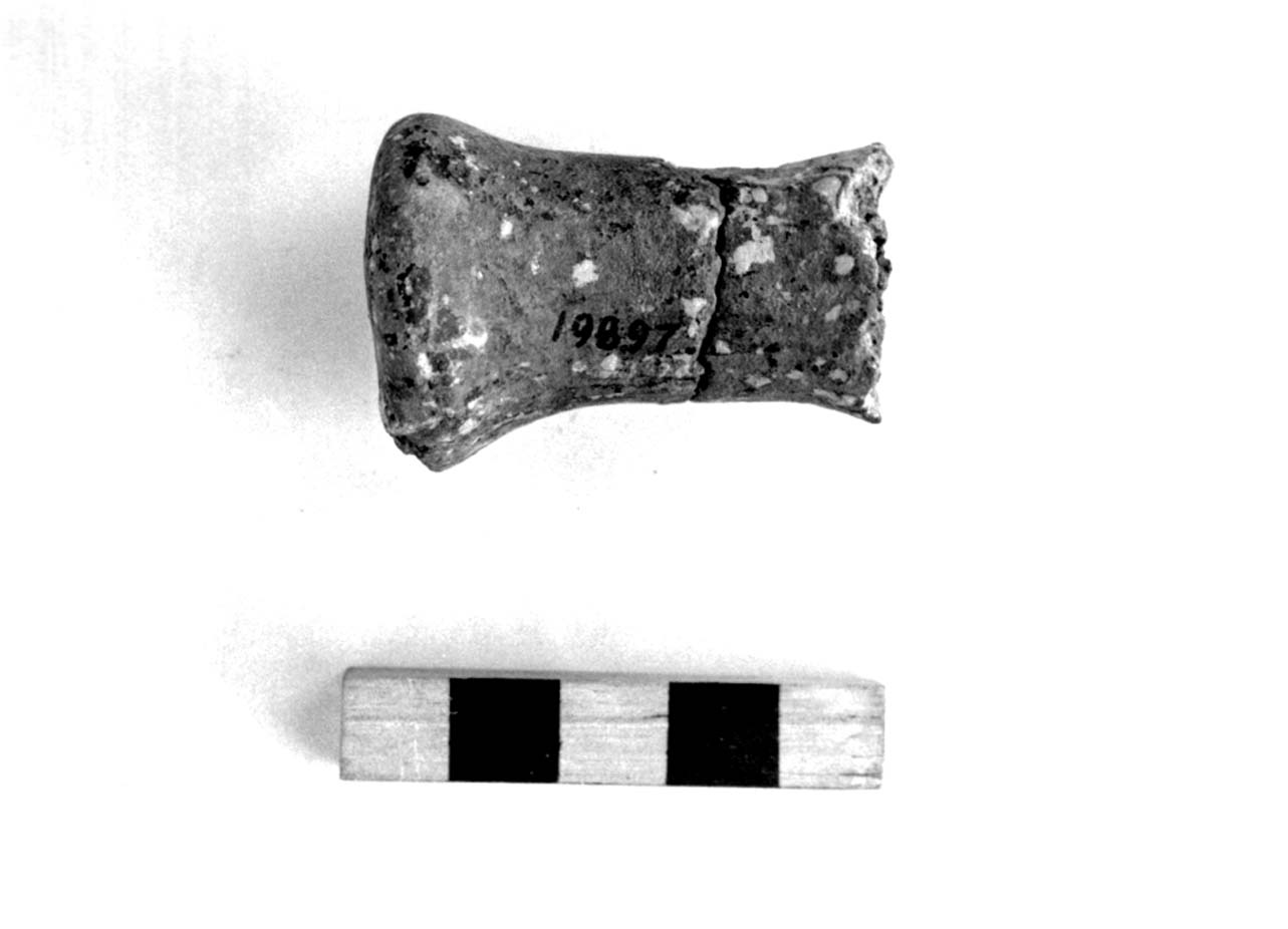 rocchetto - civiltà villanoviana-fase II (sec. VIII a.C)