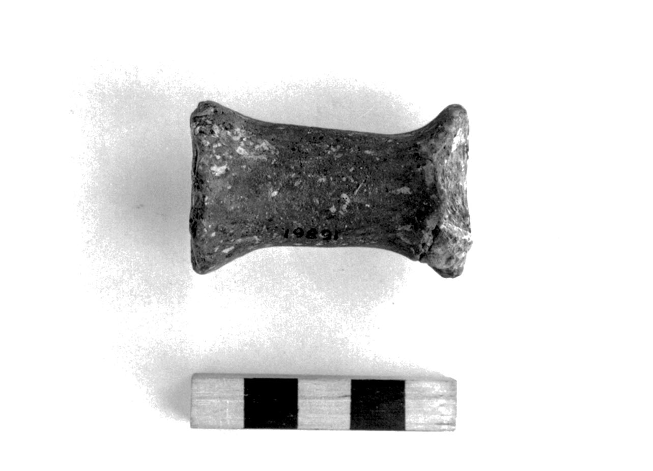 rocchetto - civiltà villanoviana-fase II (sec. VIII a.C)