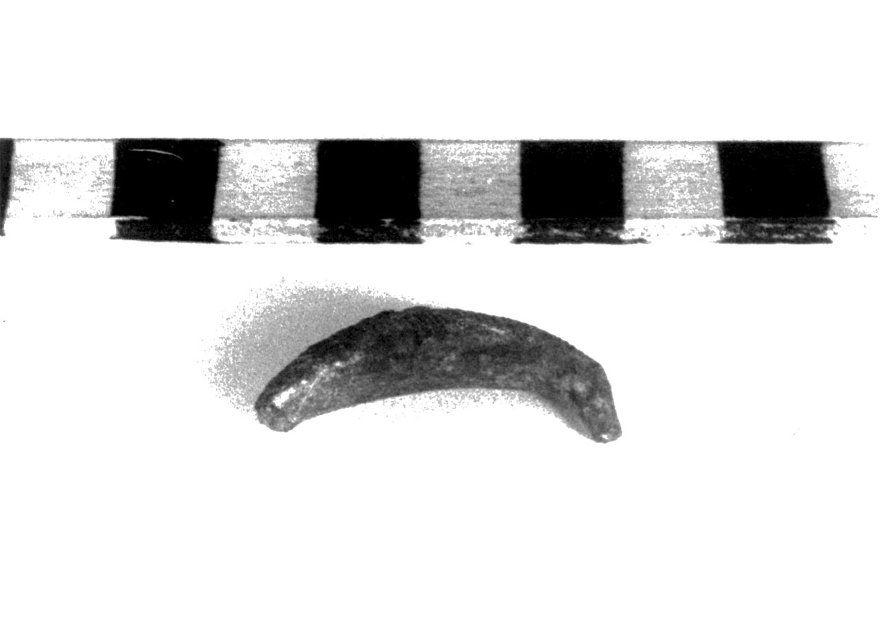 fibula ad arco ribassato - civiltà villanoviana-fase II (seconda metà sec. VIII a.C)