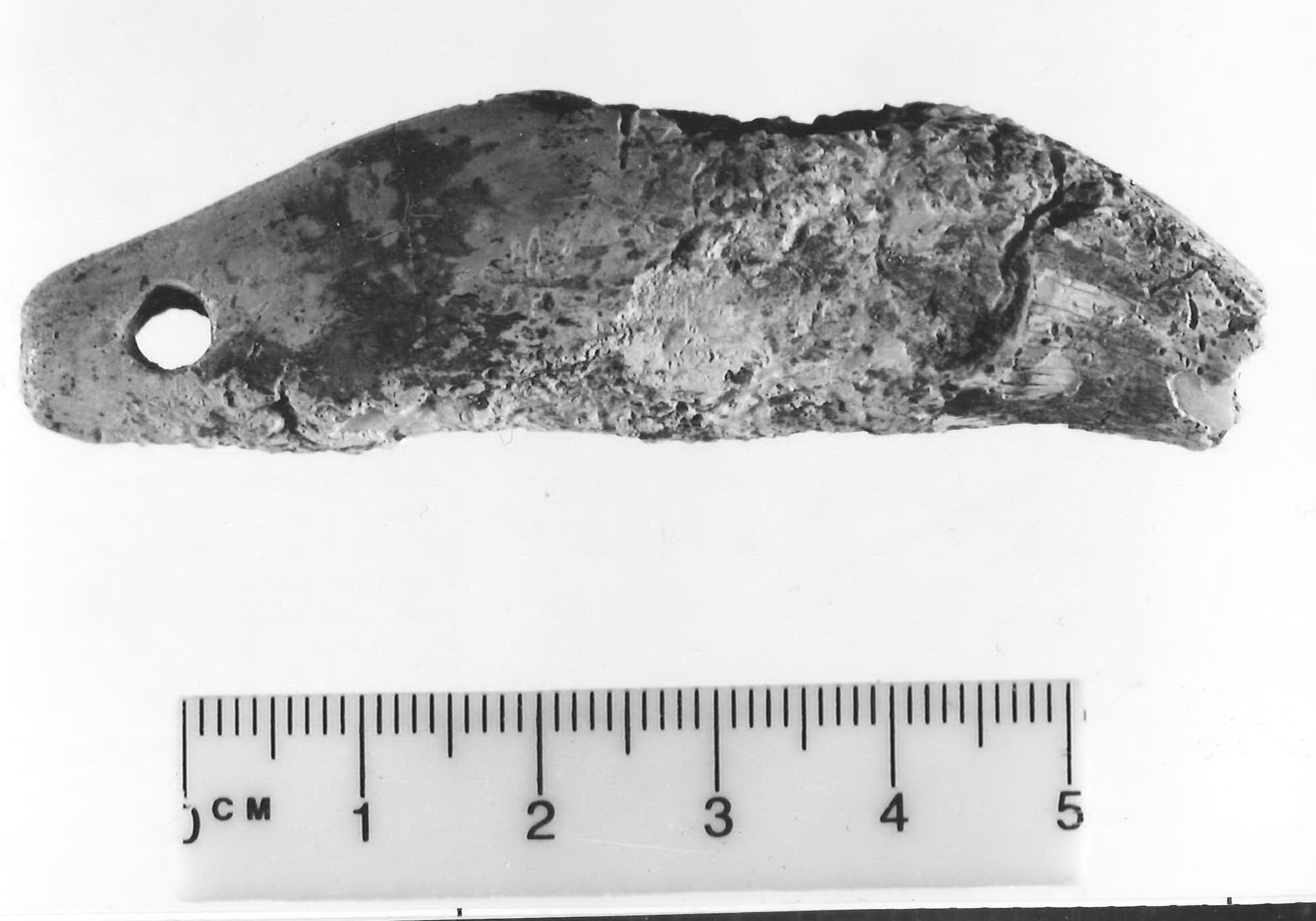 dente forato - Piceno III (sec. VII a.C)