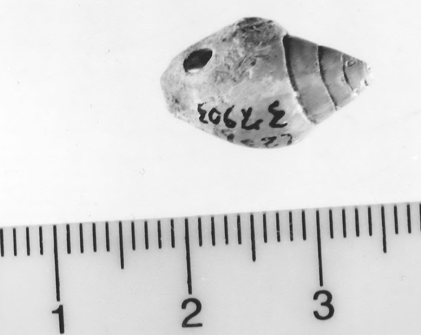 conchiglia forata - Piceno III (sec. VII a.C)