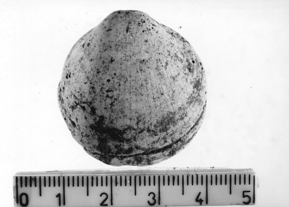 conchiglia forata (Neolitico)