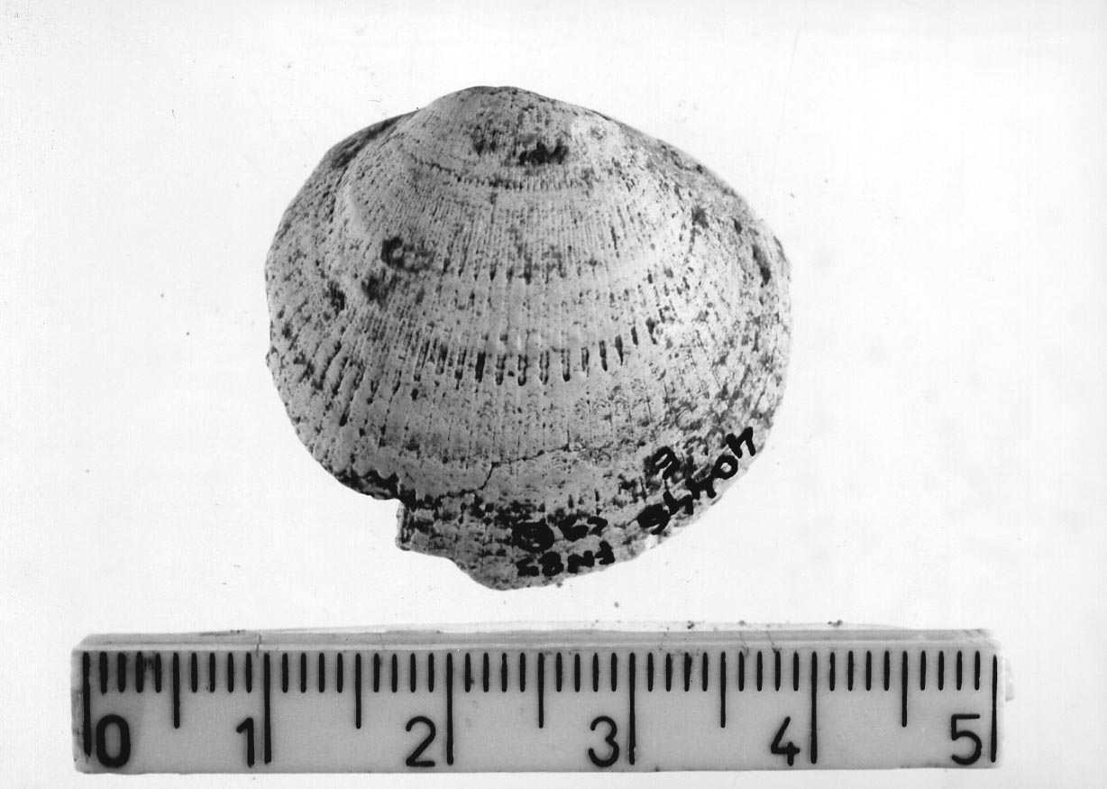 conchiglia forata (Neolitico)