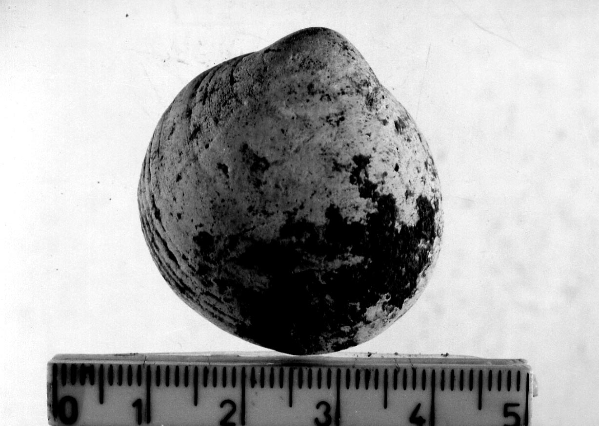 conchiglia forata (Neolitico)