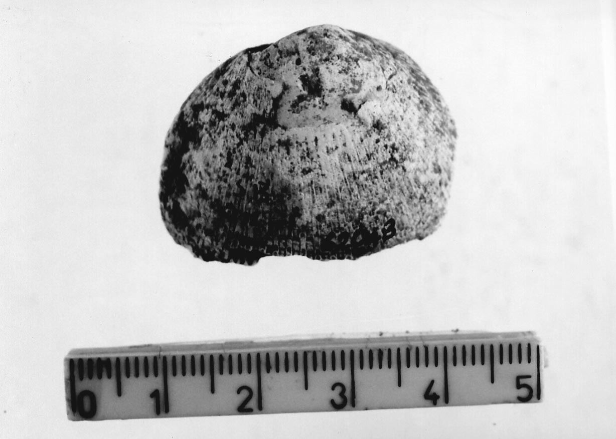 conchiglia forata (Neolitico)