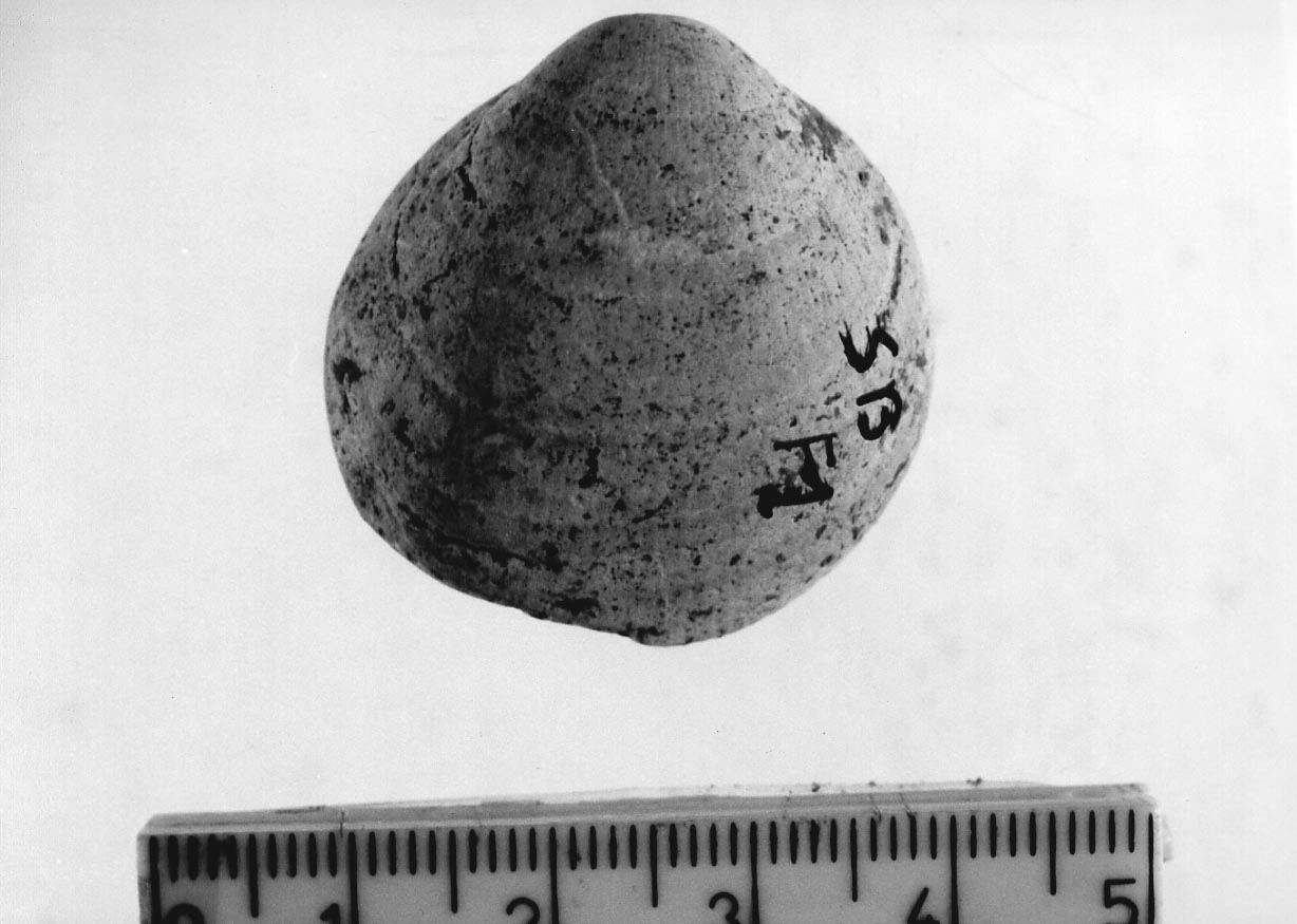 conchiglia forata (Neolitico)