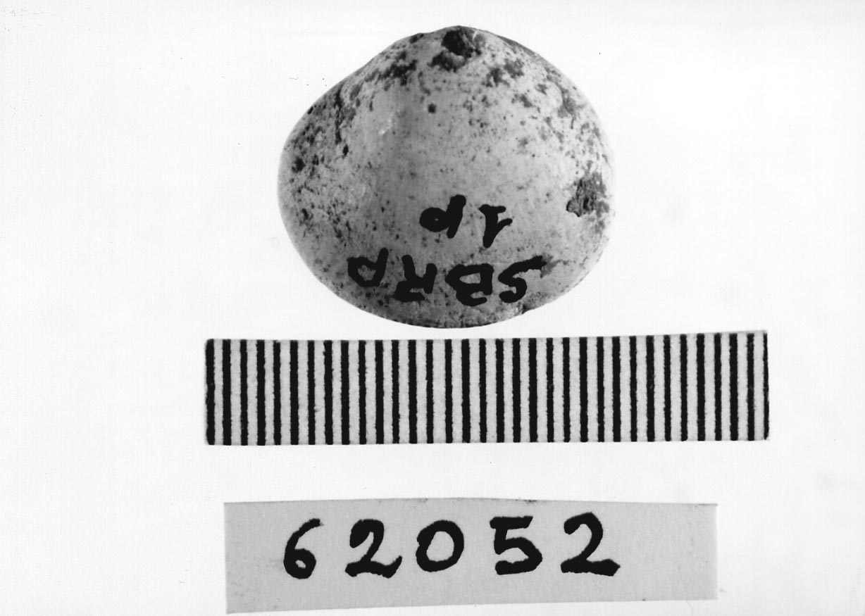 conchiglia forata (Neolitico)