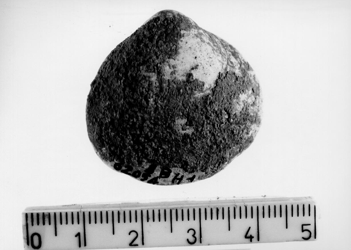 conchiglia forata (Neolitico)