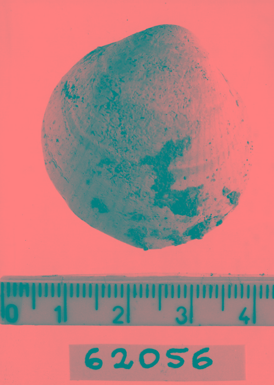 conchiglia forata (Neolitico)