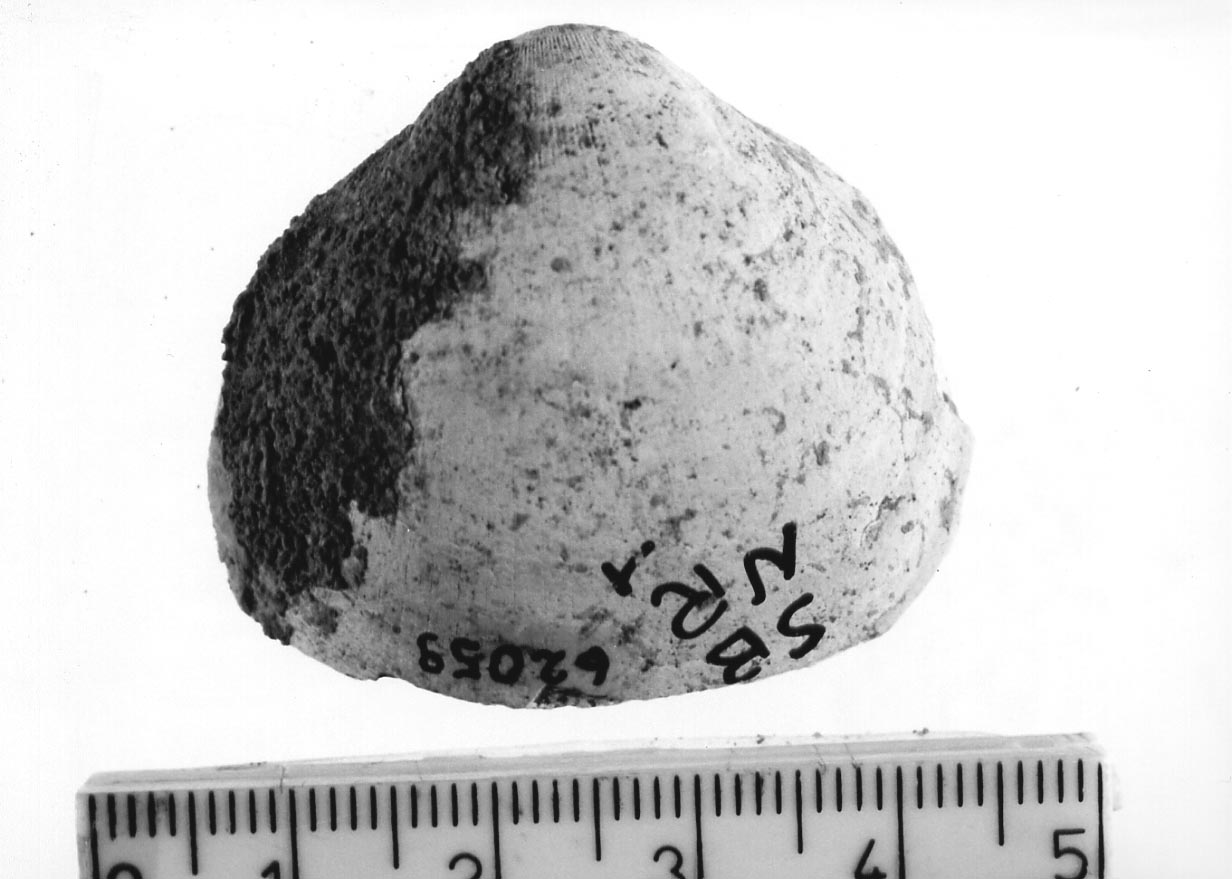 conchiglia forata (Neolitico)