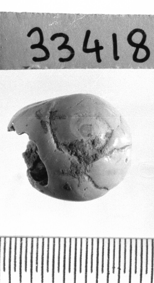 conchiglia perforata - Epigravettiano (Paleolitico superiore)