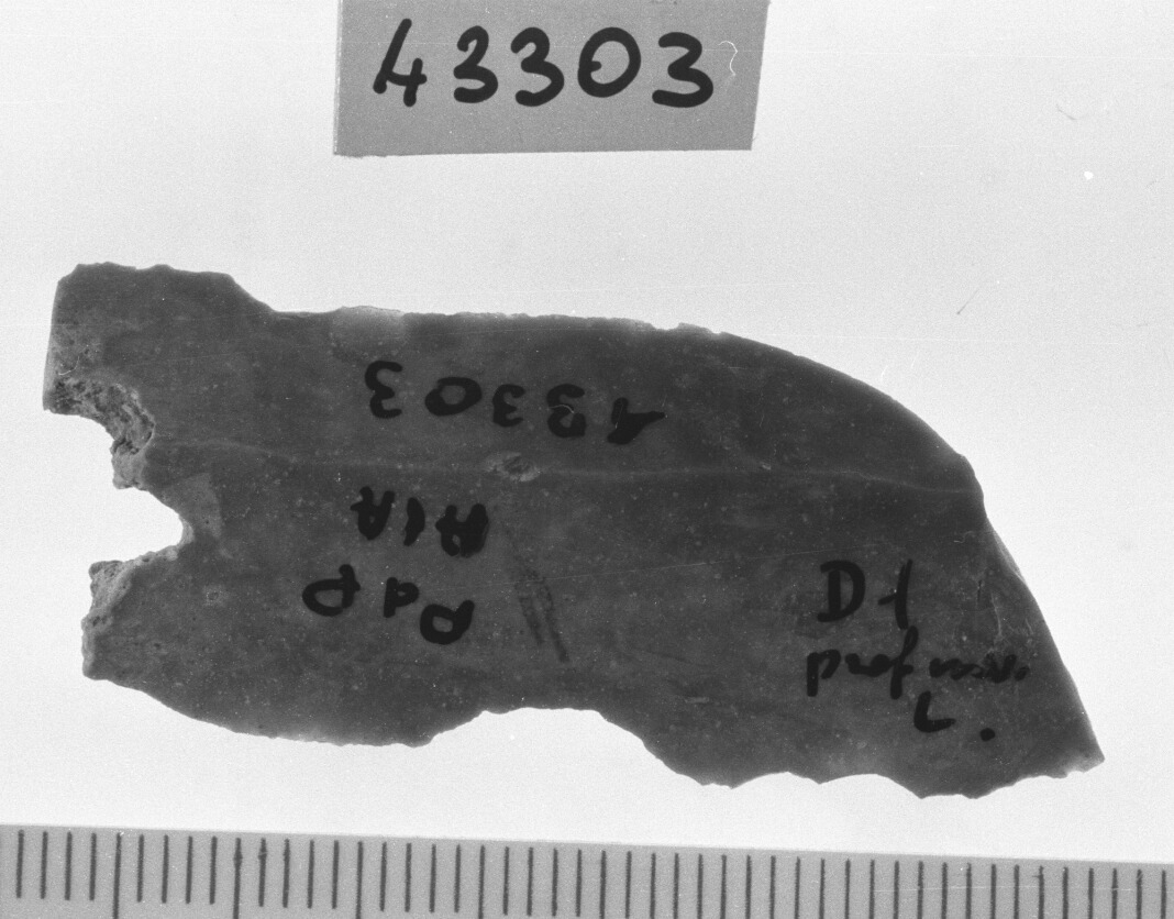 incavo marginale inverso mediale/ frammento - Gravettiano (Paleolitico superiore)