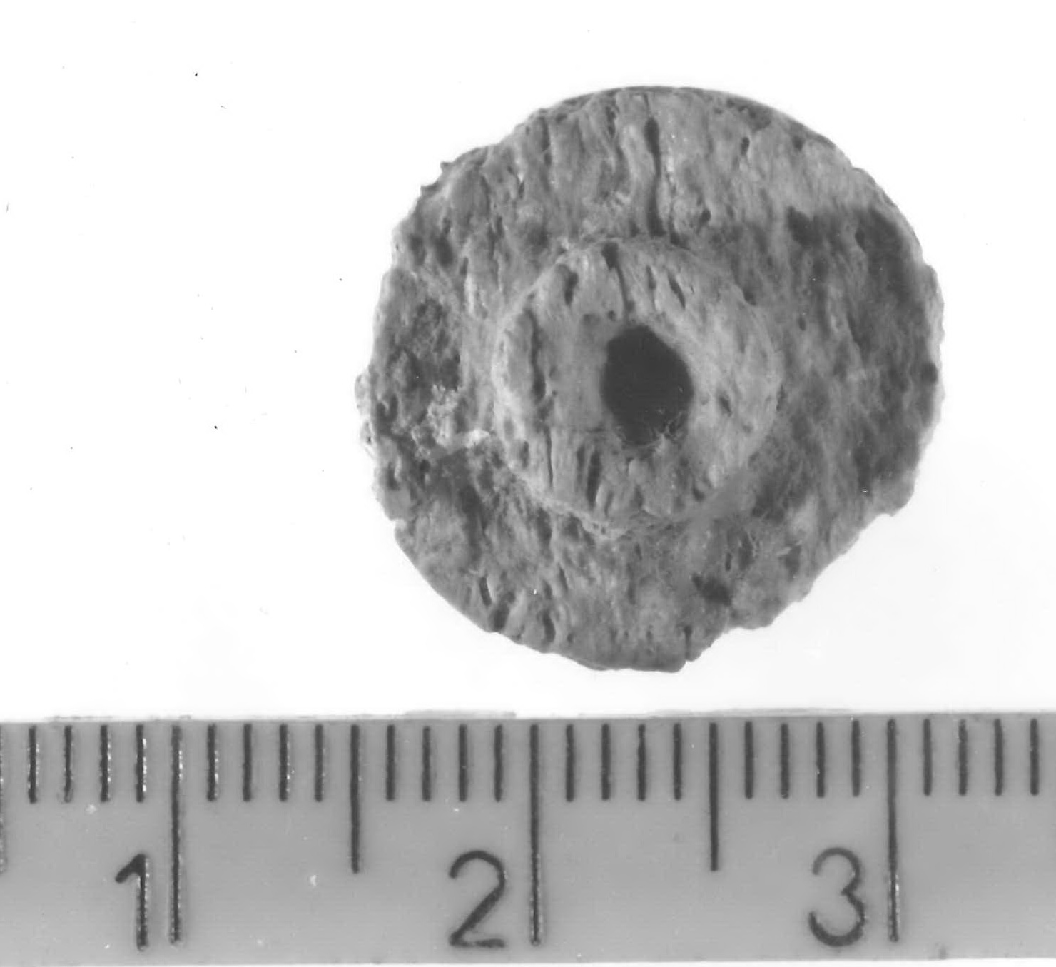 tappo (?) - Piceno V (fine sec. V a.C)