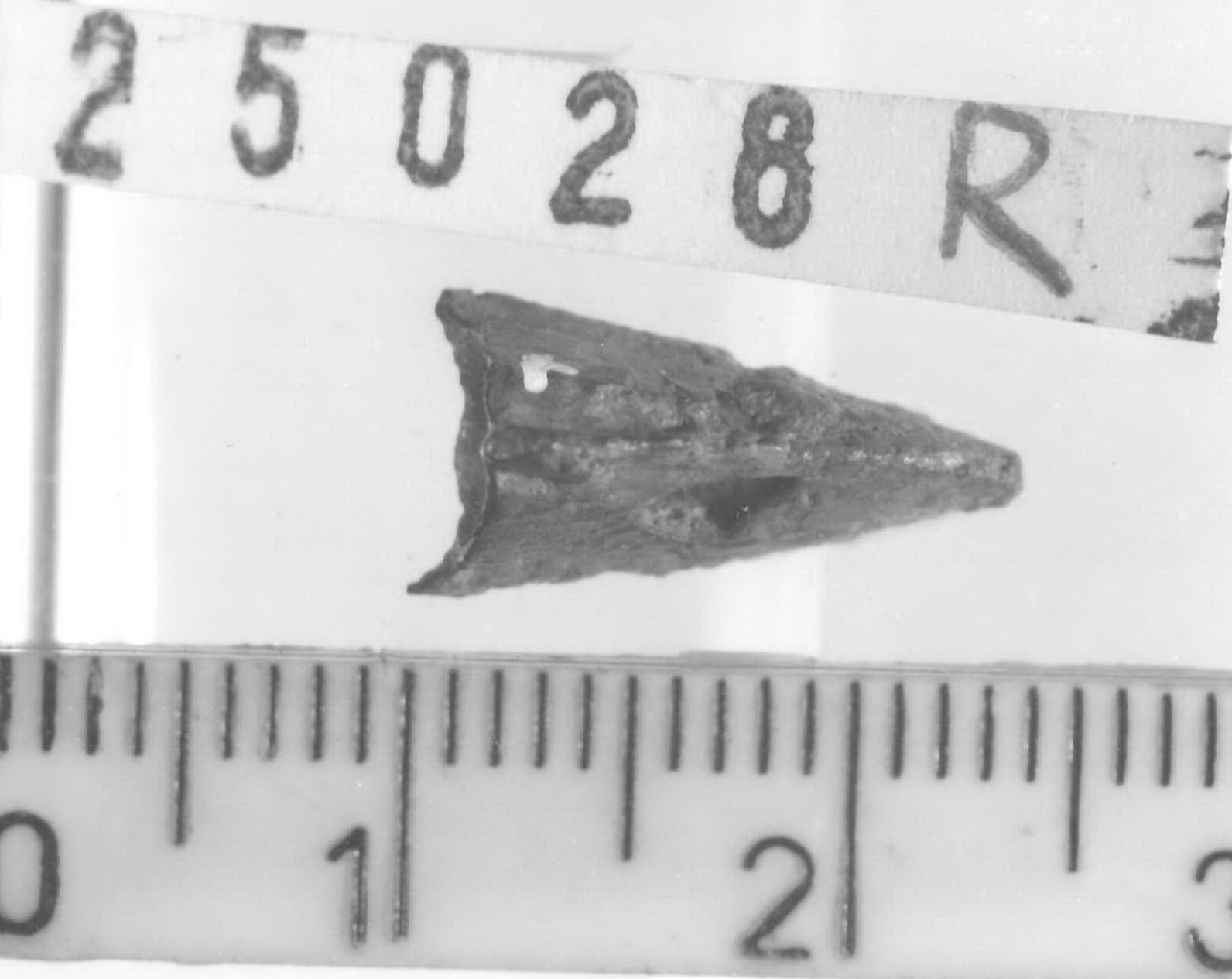 punta di freccia - Piceno V (fine sec. V a.C)