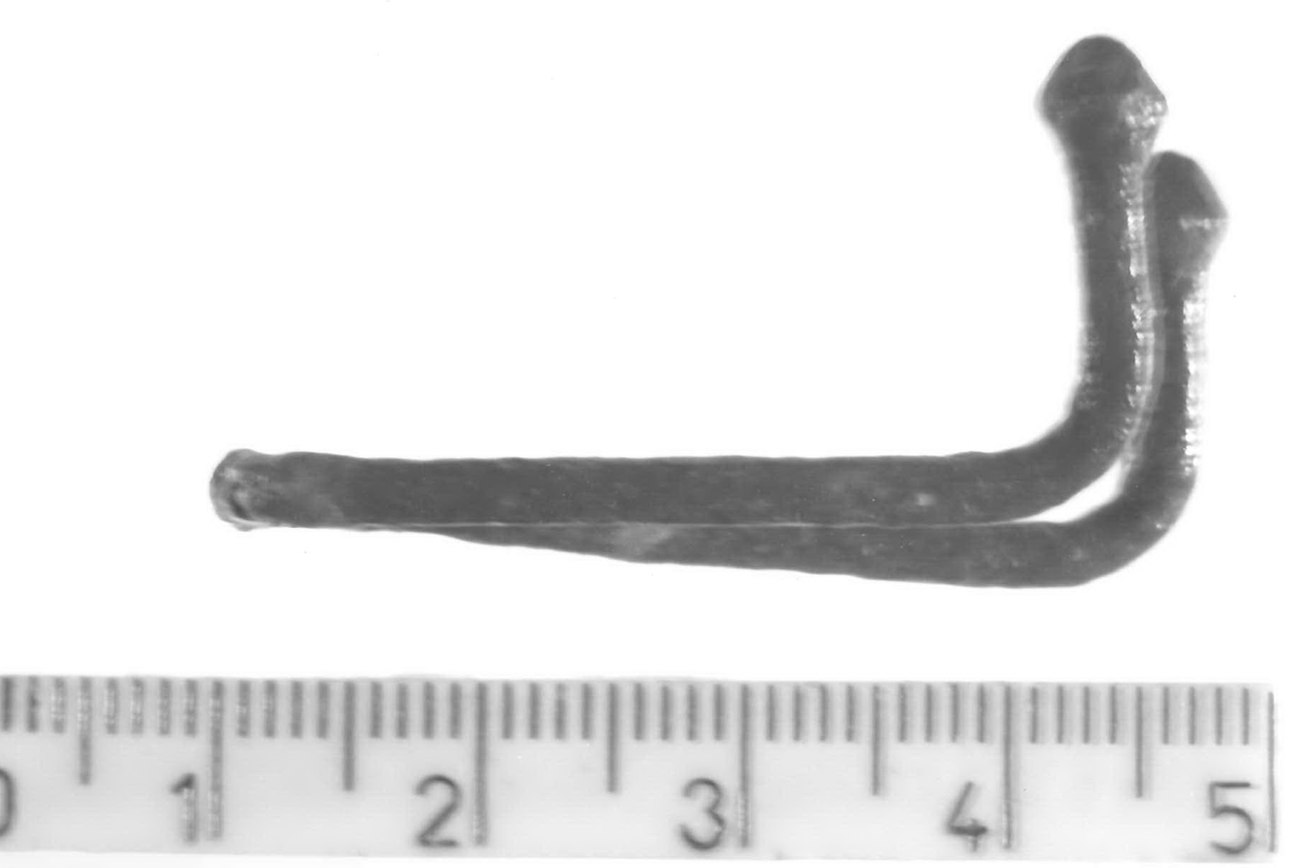 gancio - Piceno V (fine sec. V a.C)