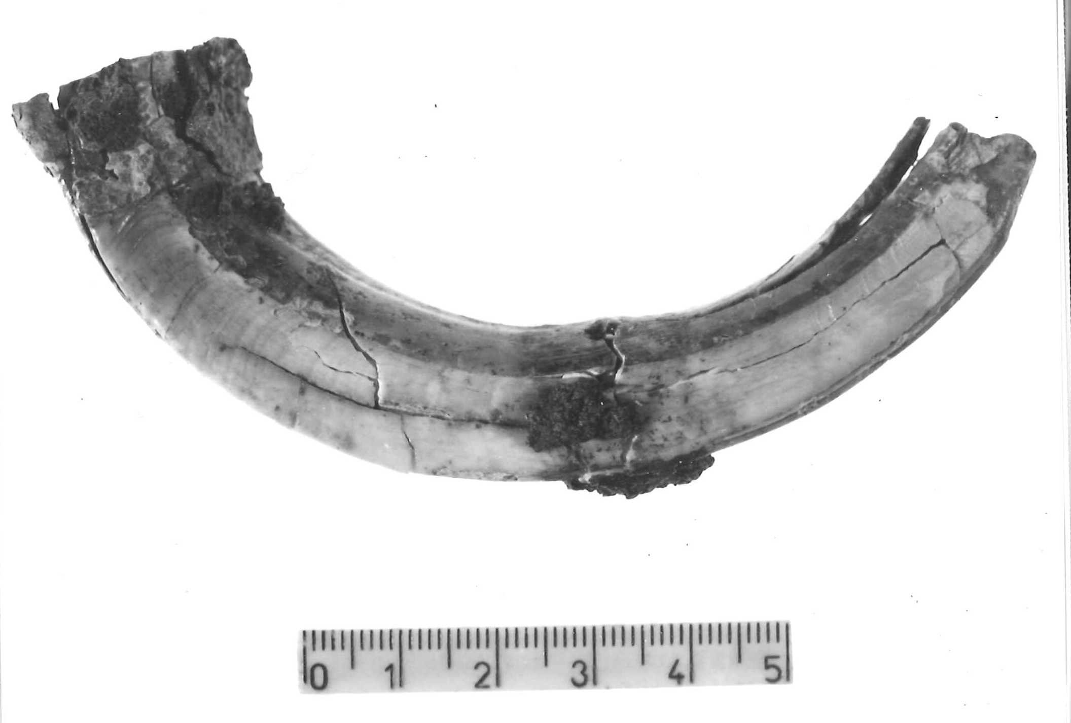 pendaglio - Piceno IV B (sec. VI a.C)