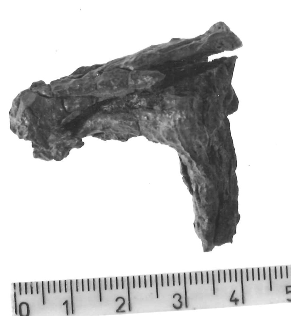 arco di fibula - Piceno IV B (sec. VI a.C)