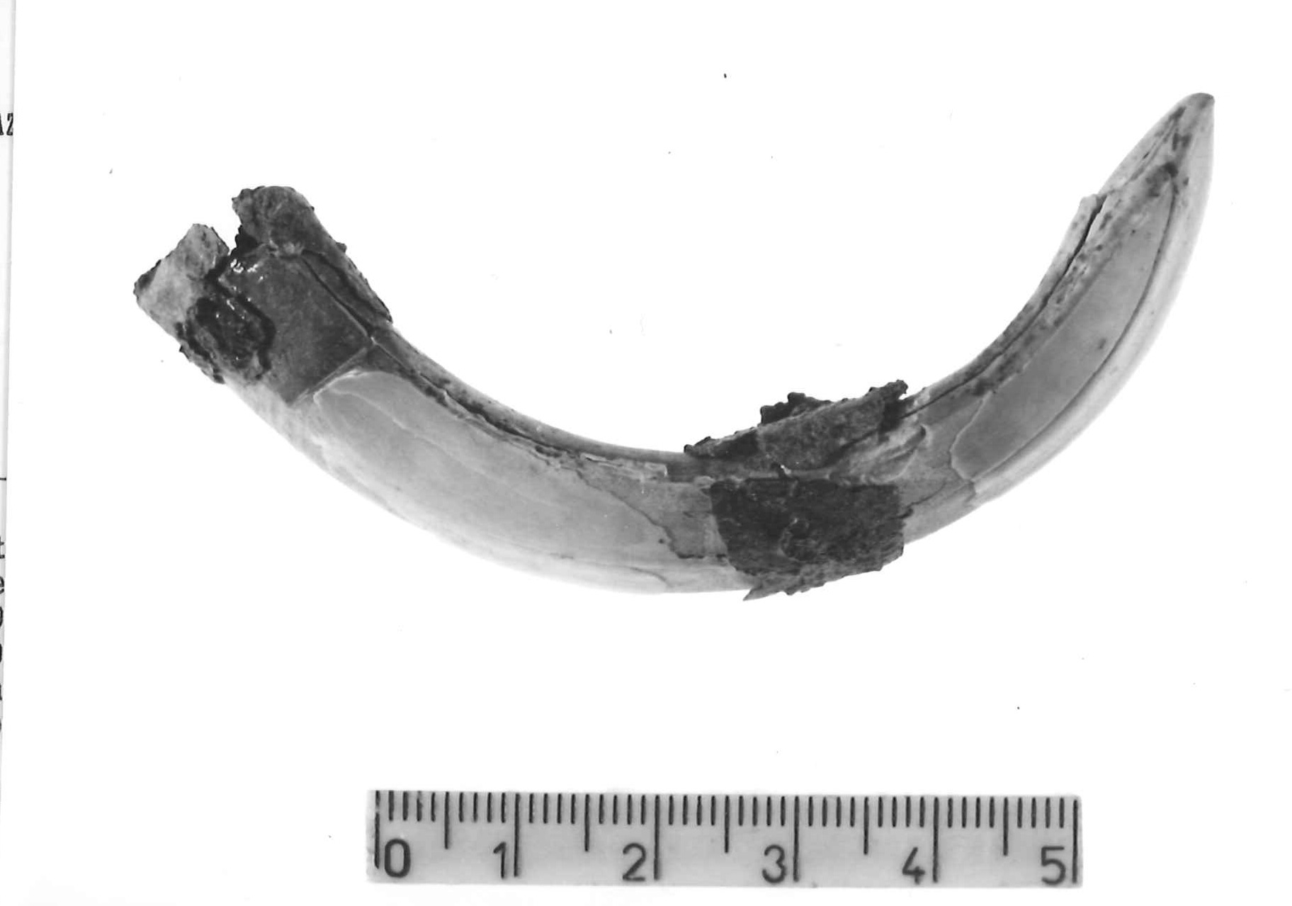 pendaglio - Piceno IV B (sec. VI a.C)