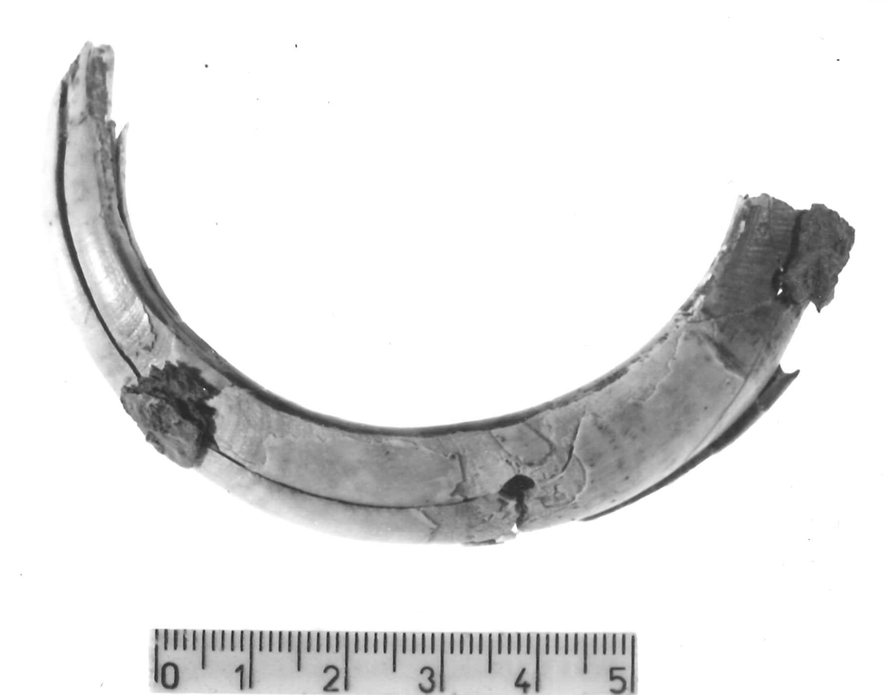 pendaglio - Piceno IV B (sec. VI a.C)