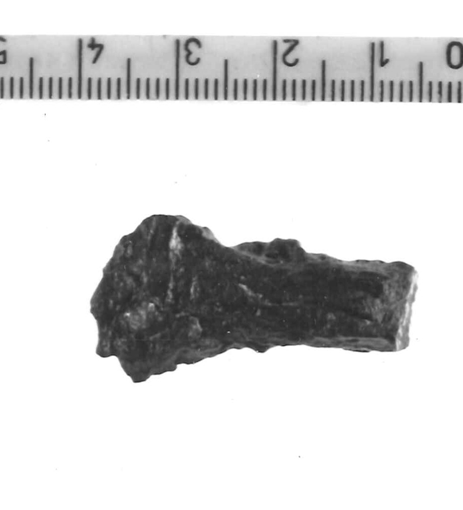 pinzetta (?)/ frammento - Piceno IV B (sec. VI a.C)