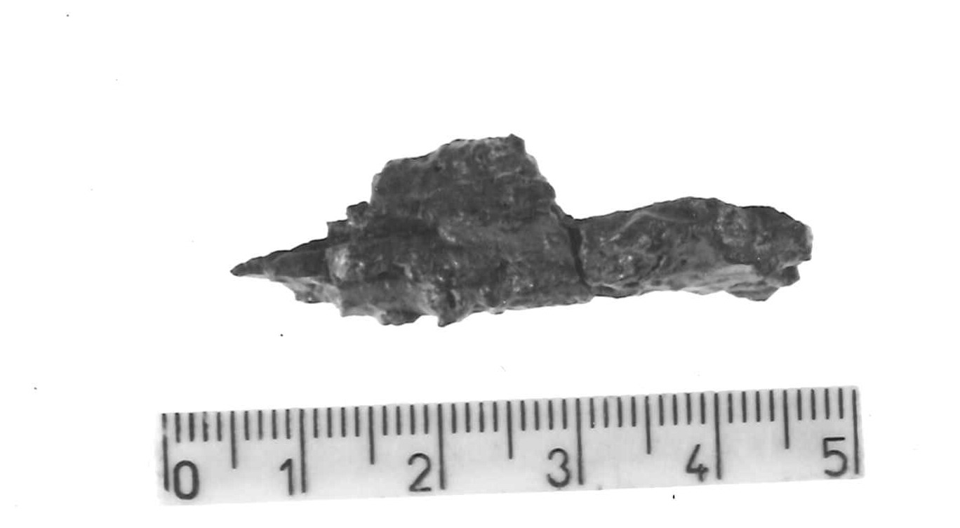 pinzetta (?)/ frammento - Piceno IV B (sec. VI a.C)