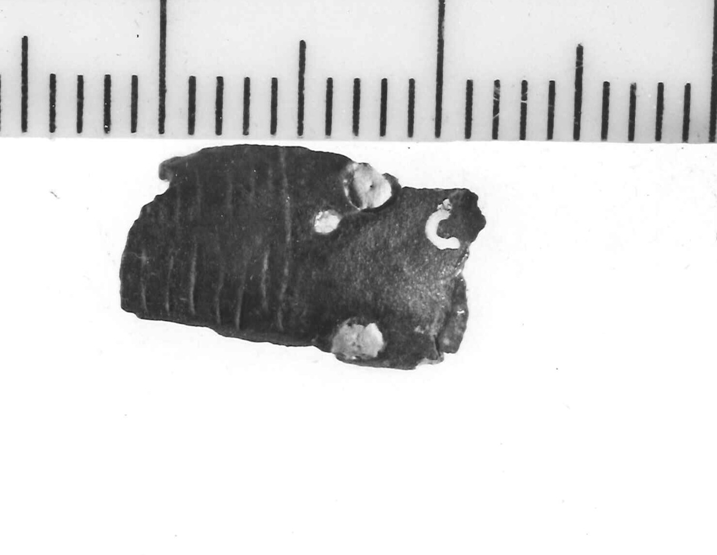 fibula/ frammento, tipo "Certosa" - variante - Piceno IV B (sec. VI a.C)