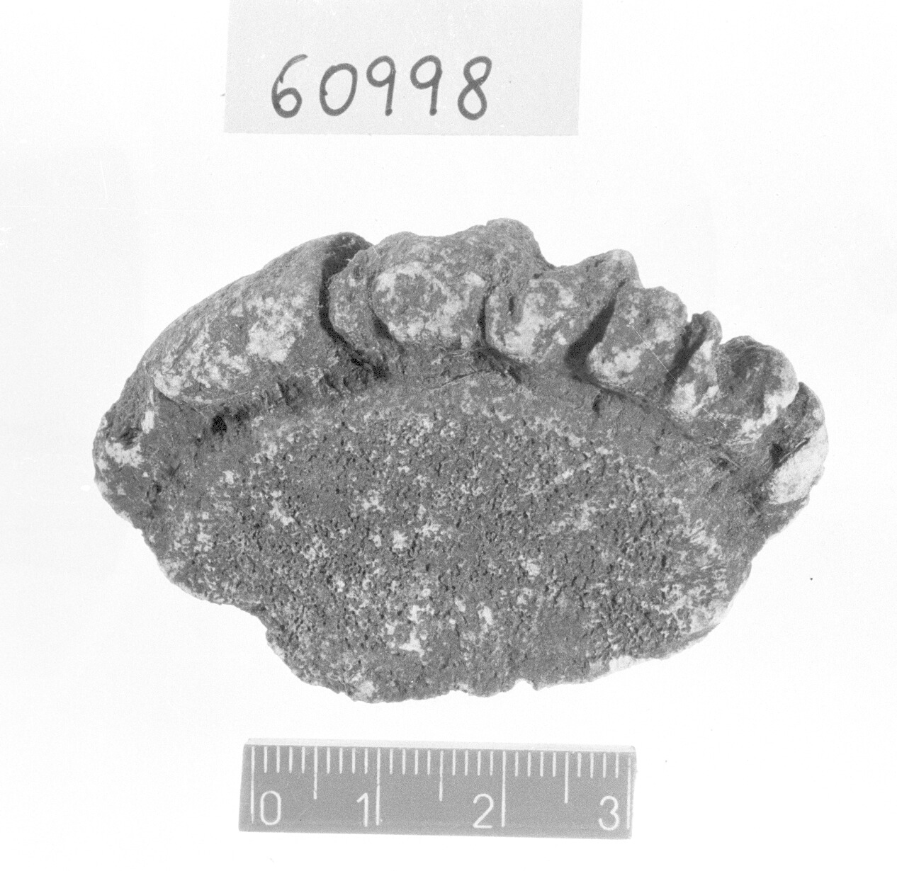 cavicchia/ frammento (Bronzo finale)