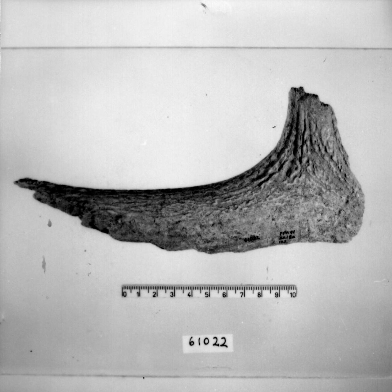 semilavorato/ frammento (Bronzo recente-finale)