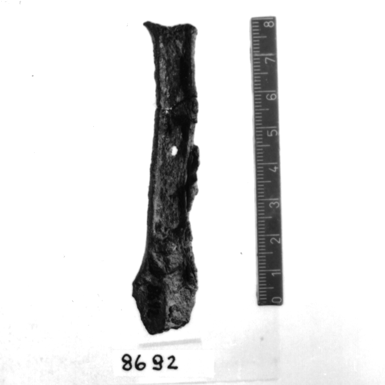 pugnale a lingua da presa, Bianco Peroni, tipo Gorzano (Bronzo medio-recente)