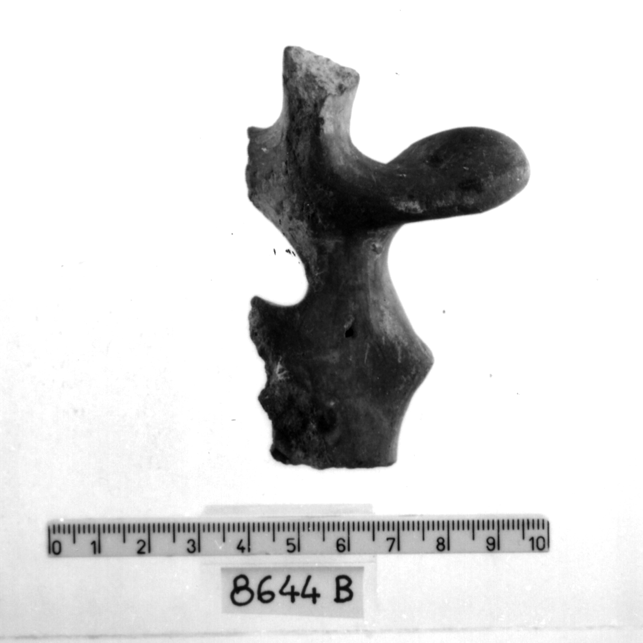 manico a nastro con apici revoluti/ frammento (Bronzo medio 3)