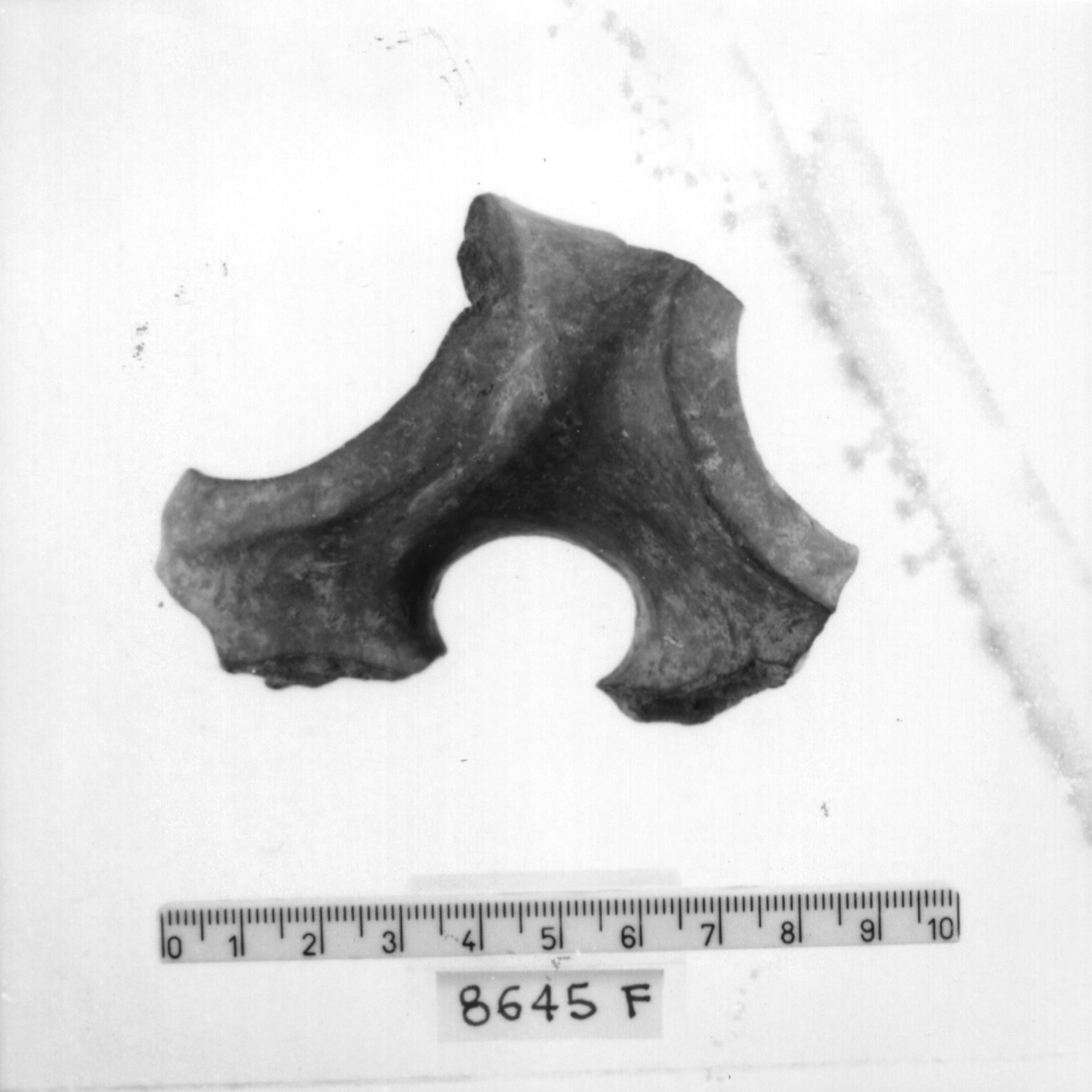 manico a nastro con apici revoluti/ frammento (Bronzo medio 3)