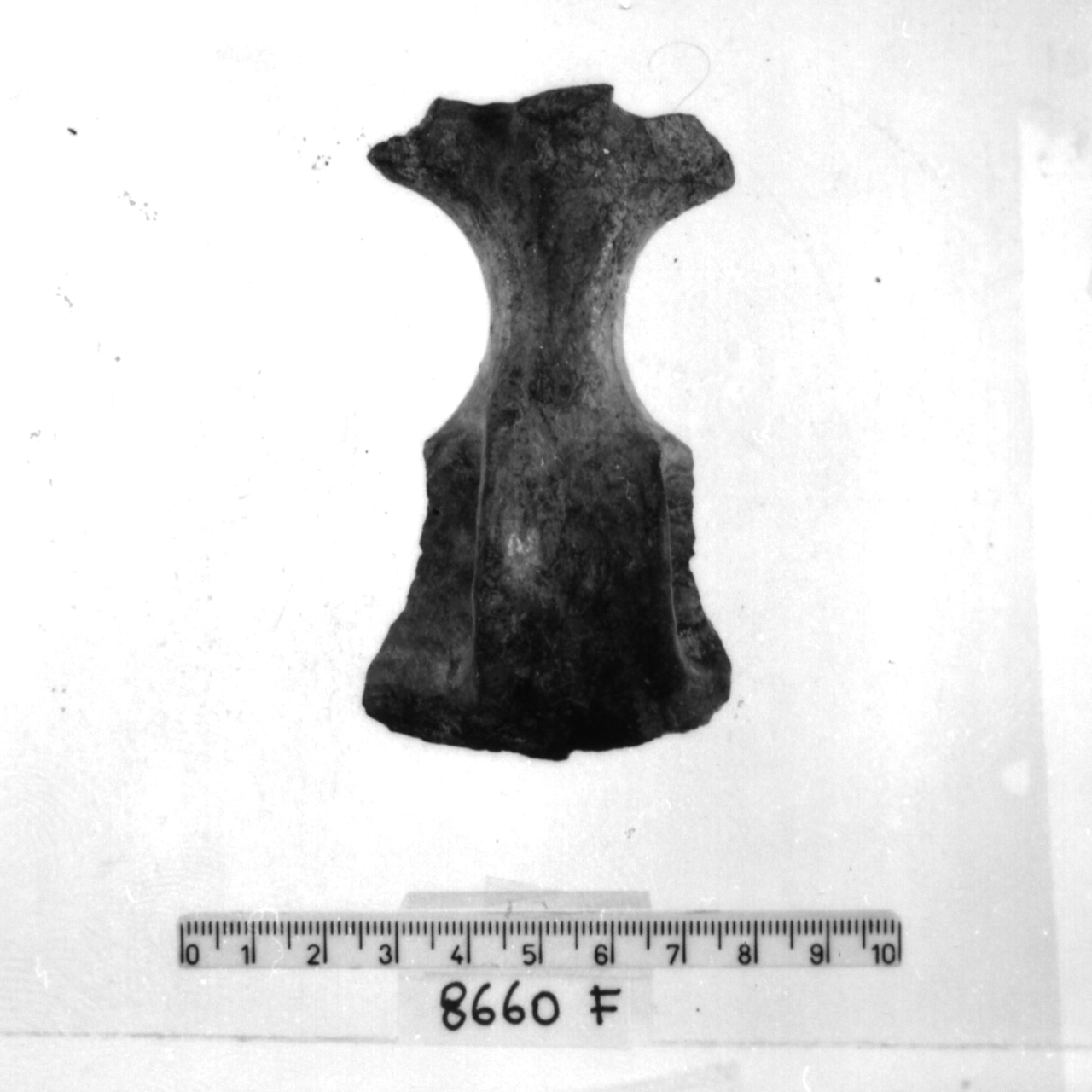 ansa a nastro con sopraelevazione cornuta (Bronzo recente)