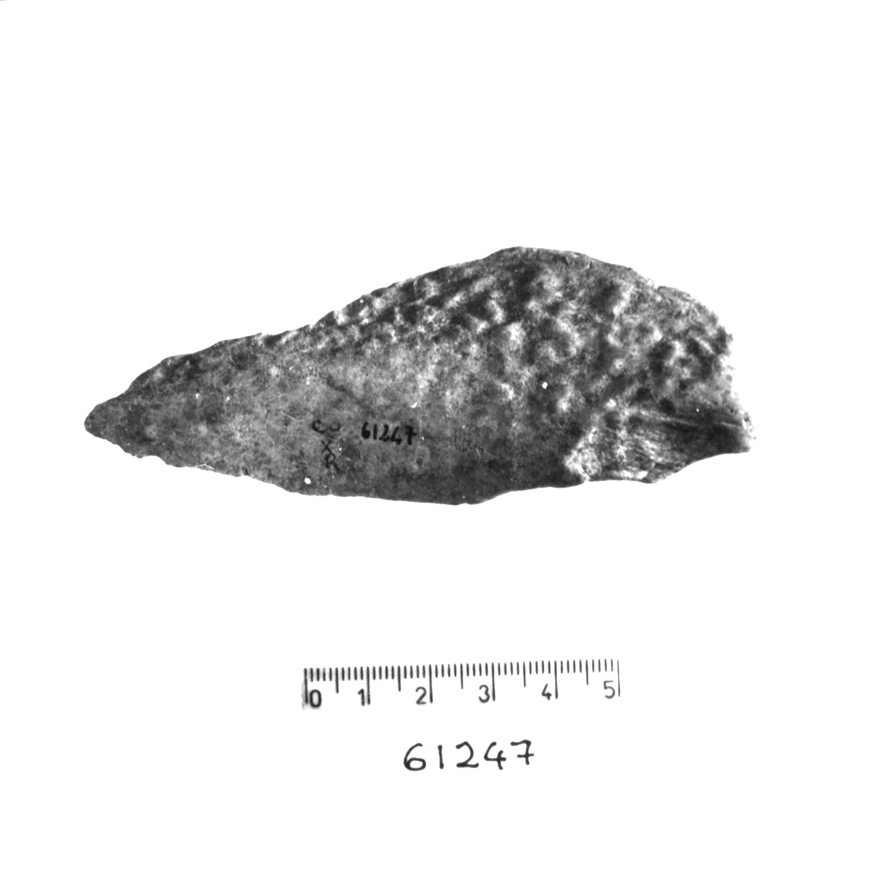 strumento agricolo/ frammento (Eneolitico)