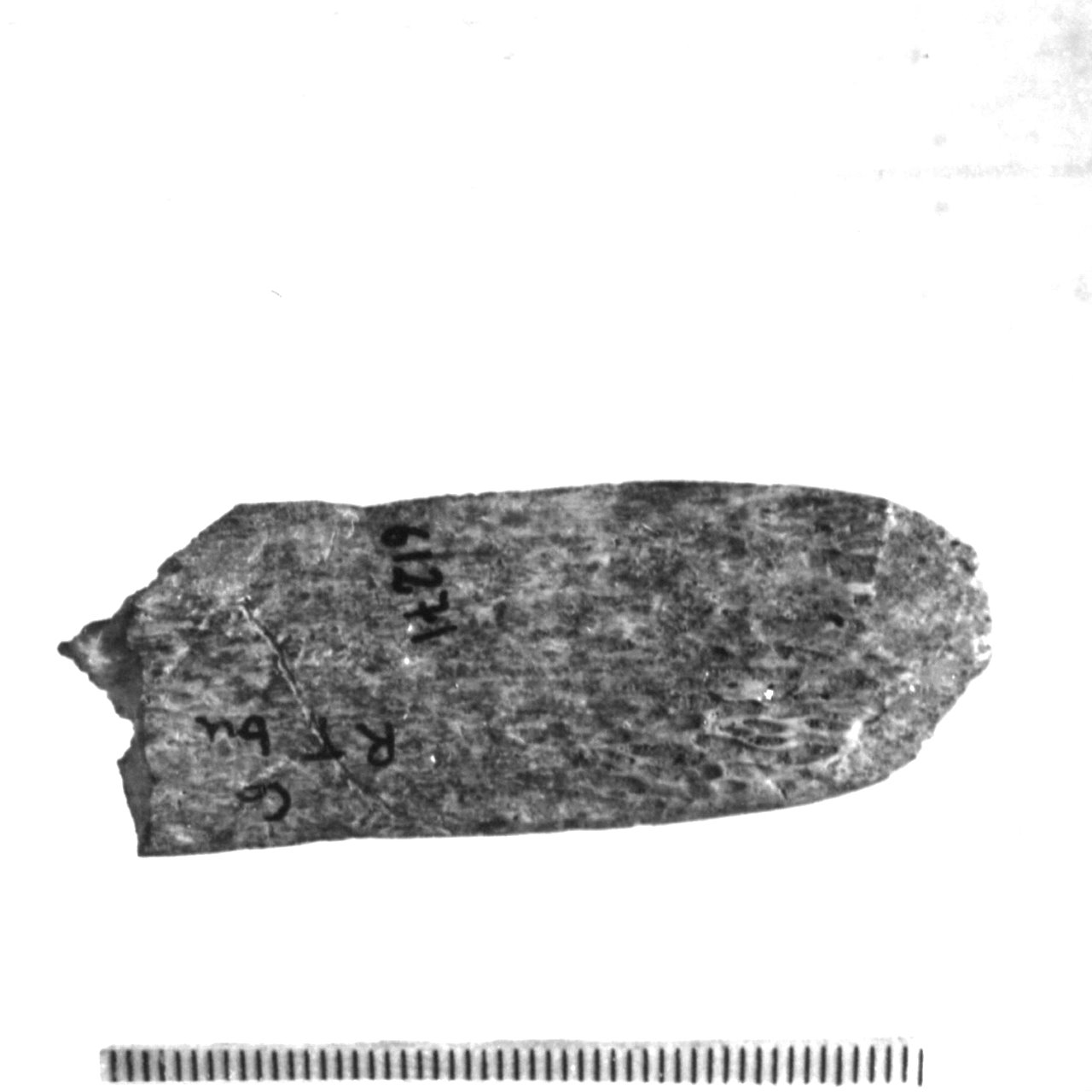 spatola/ frammento (Eneolitico)