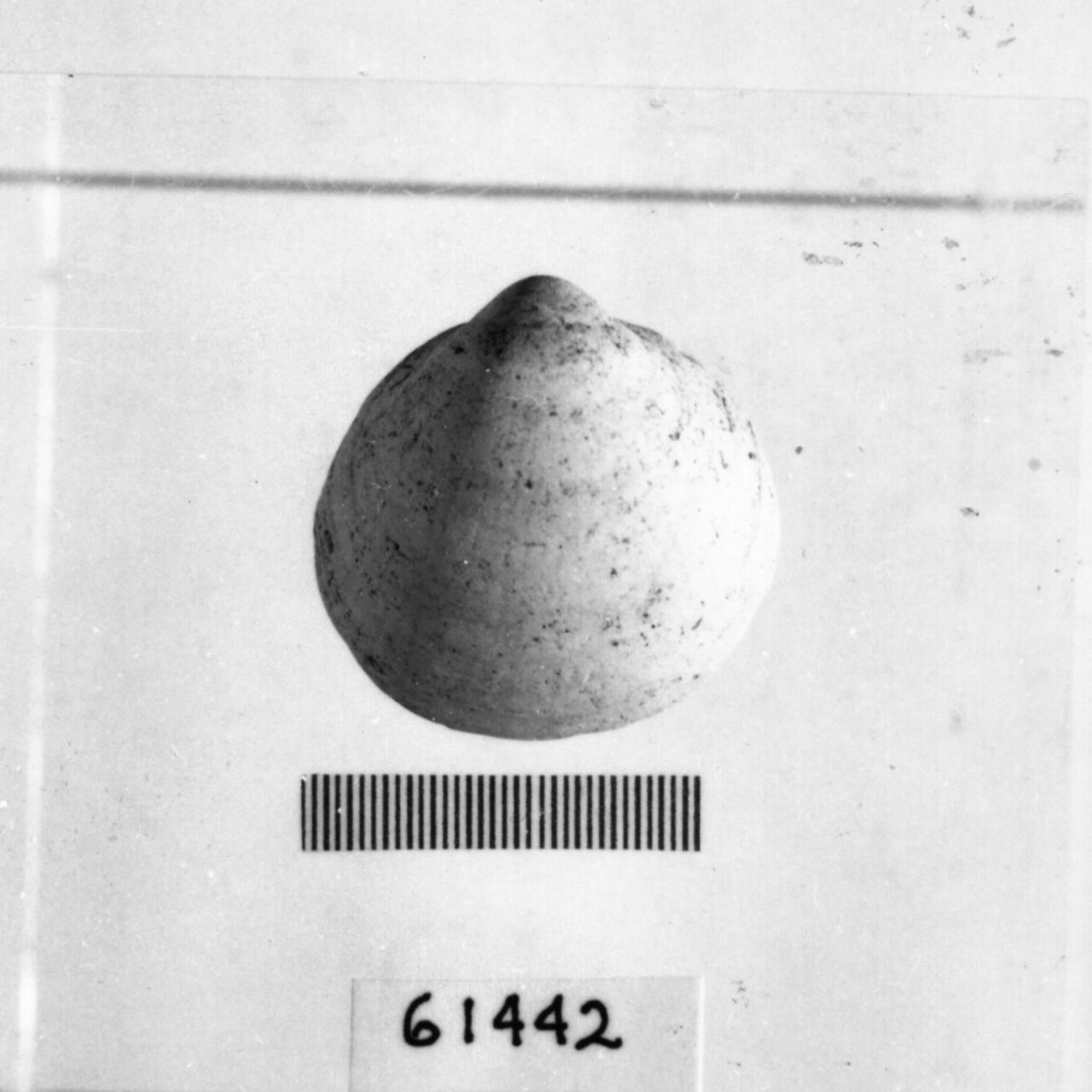 conchiglia forata (Eneolitico)