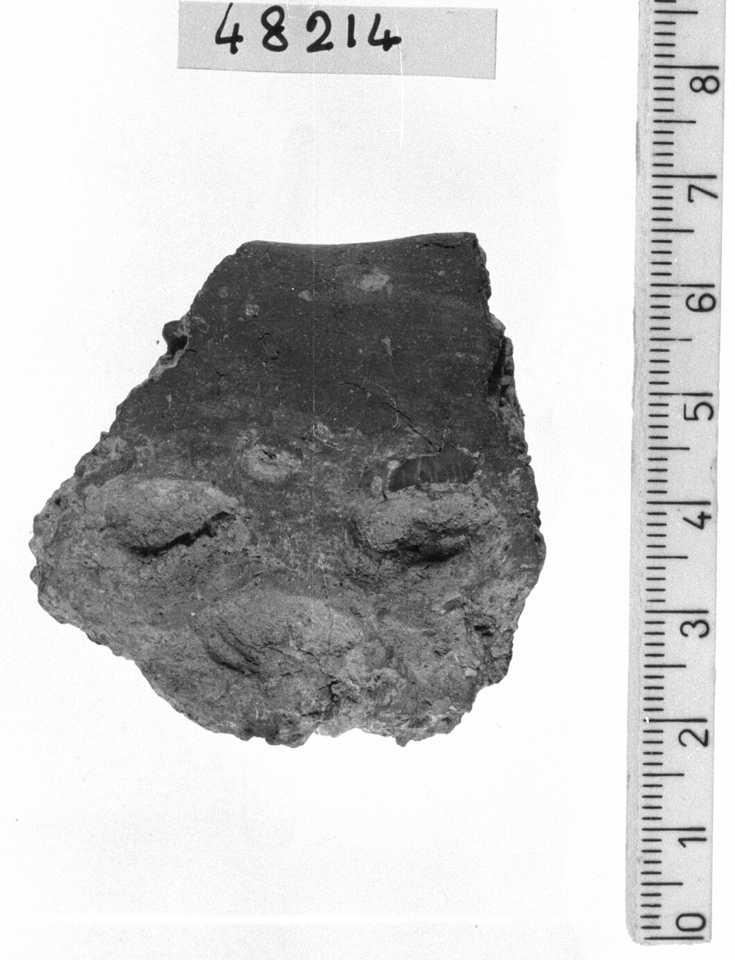 orlo di contenitore/ frammento (Neolitico)