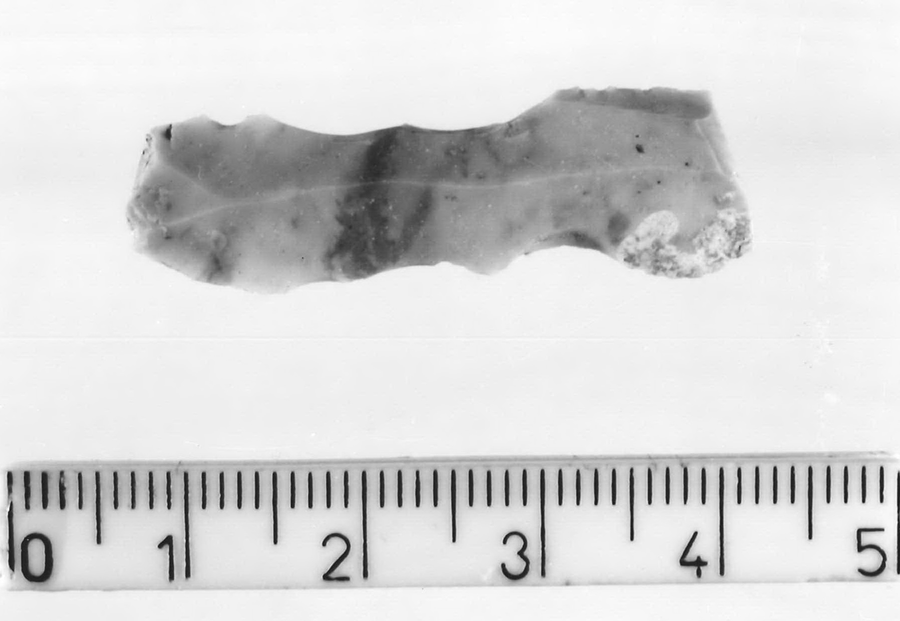 lama-raschiatoio denticolato/ frammento (Neolitico)