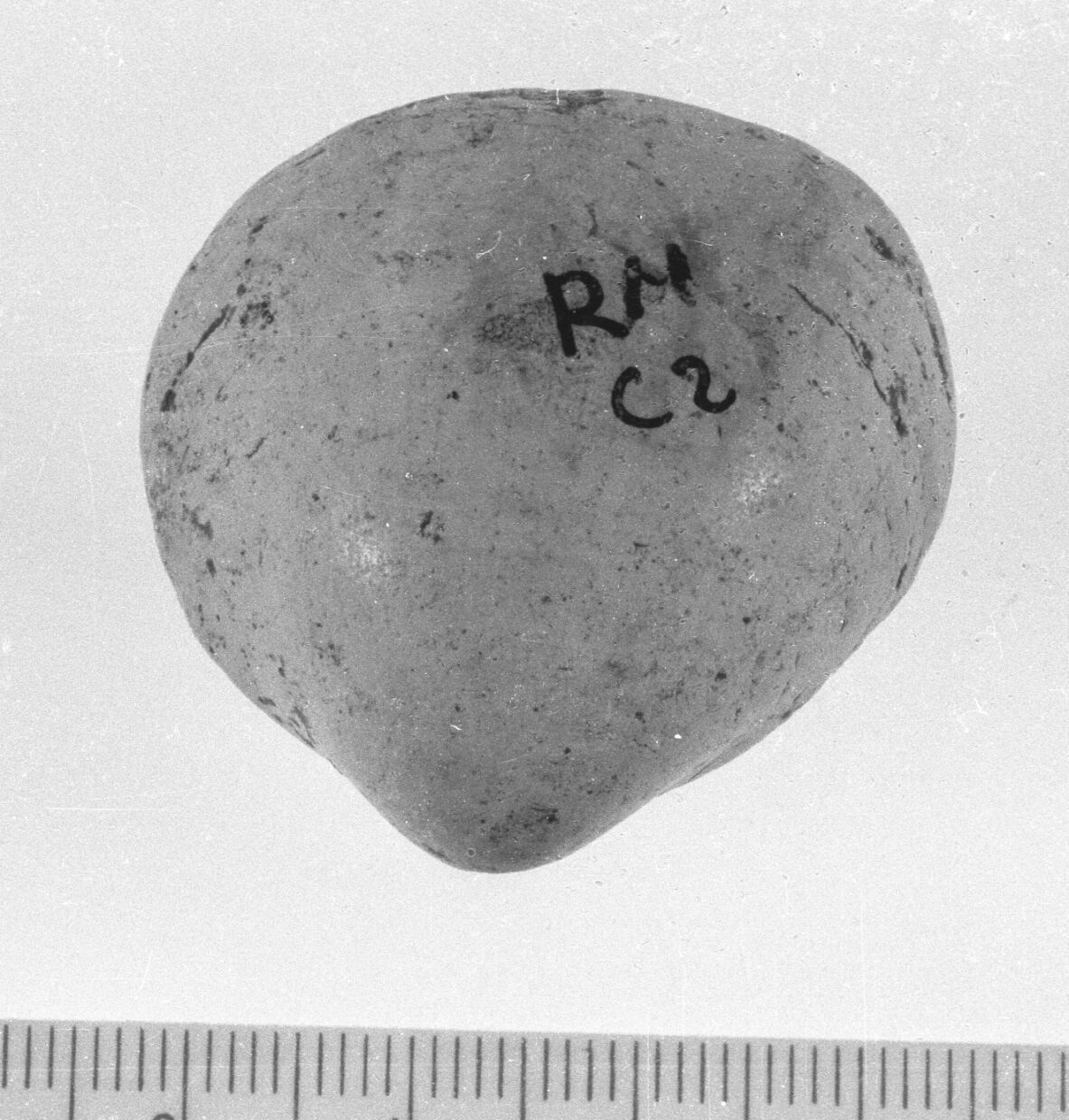 conchiglia forata (Neolitico)