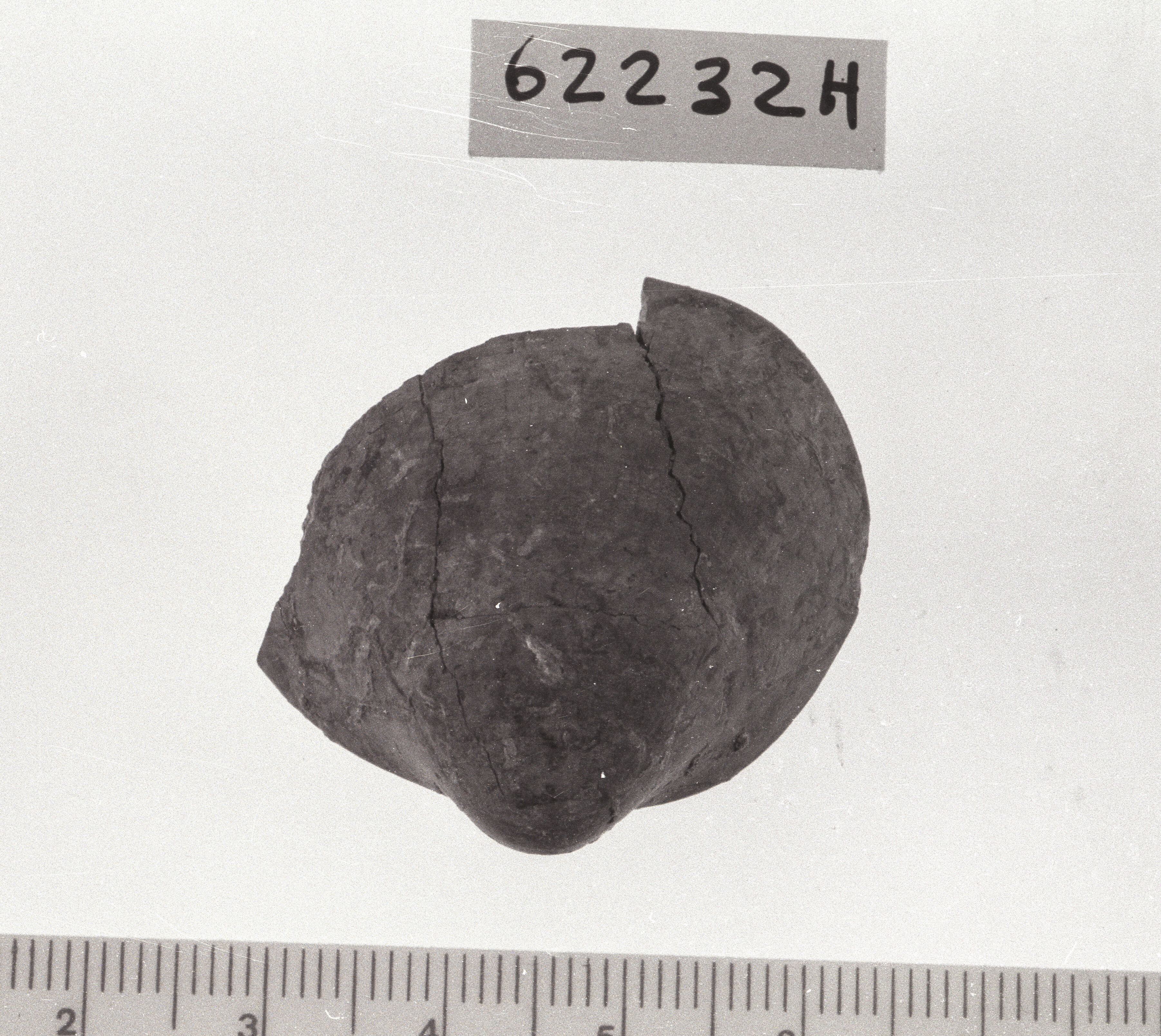 conchiglia forata (Neolitico)